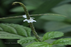 Stachytarpheta cayennensis